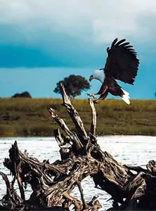 Bald eagle landing on a snag in the Suwannee River